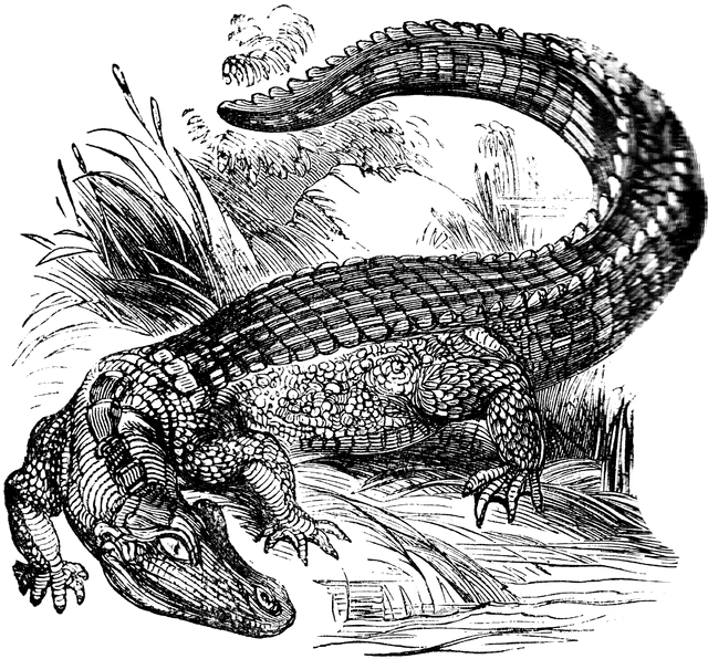 Alligator Etc Clipart Clipart