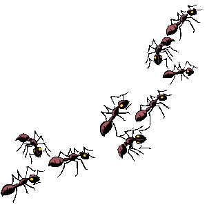 Animated Ants Ant Hd Photos Clipart