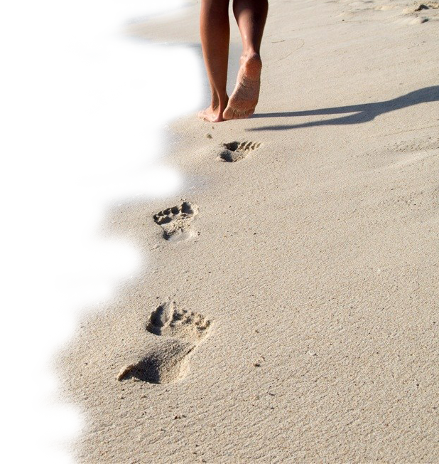 Walking Footprints Sand Key Siesta Beach Clipart