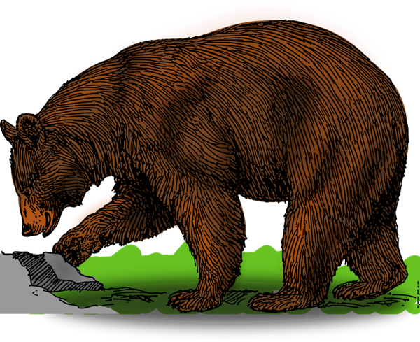 Bear To Use Image Png Clipart