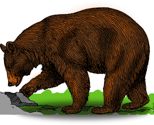 Colored Bear On A Walk Clipart