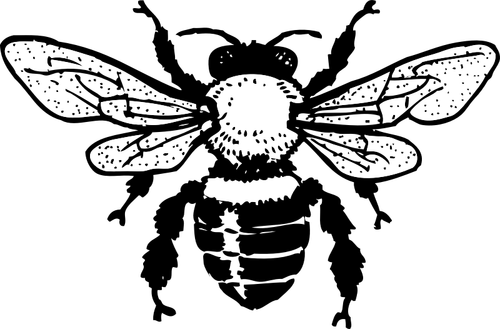 Of Honey Bee Clipart