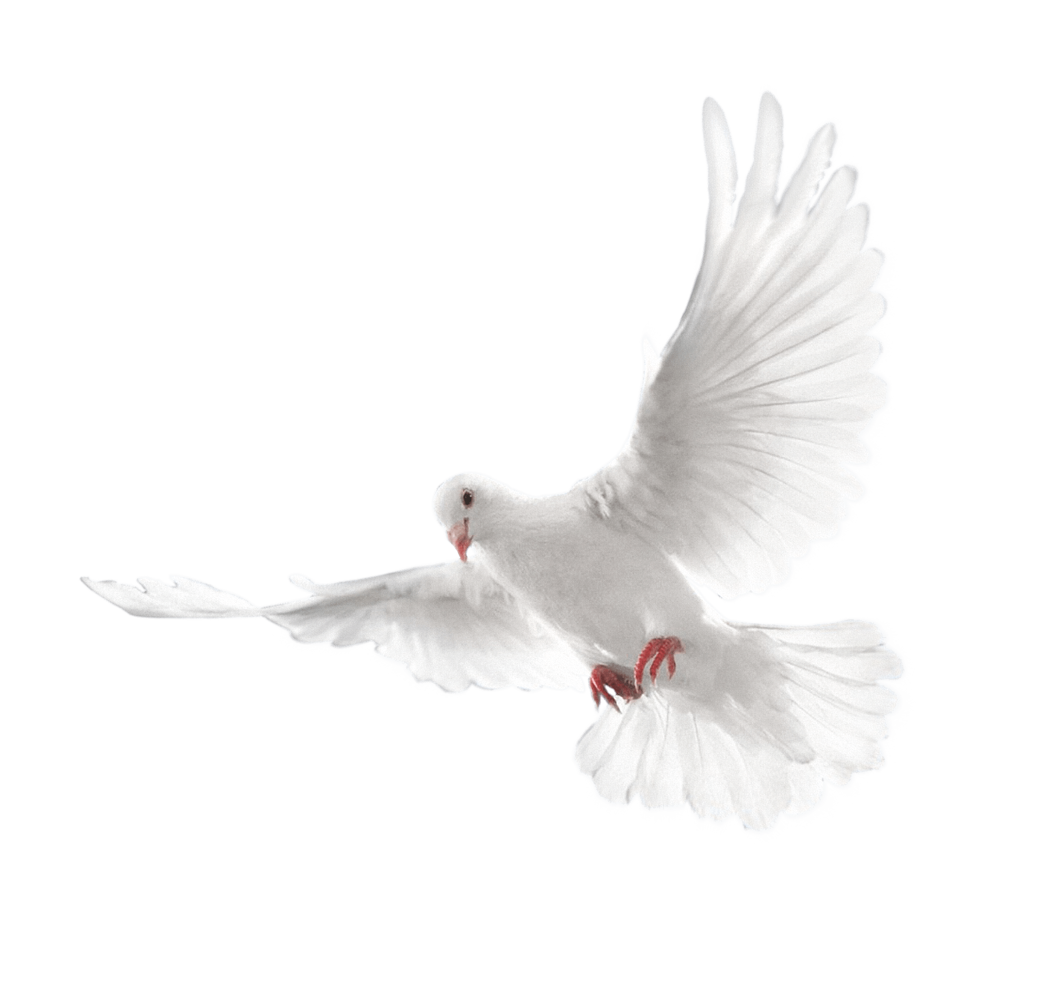 Columbidae Holy Flying Pigeon Symbols As White Clipart