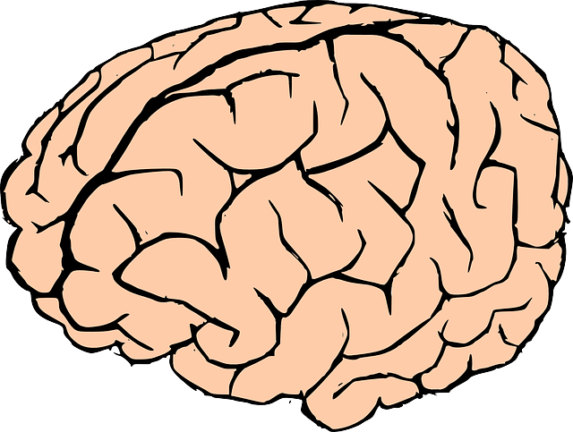 Brain To Use Transparent Image Clipart