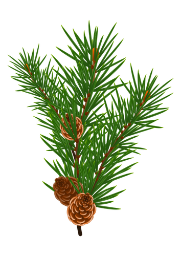 Pine Branch Clipart
