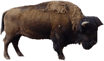 Buffalo Png Image Clipart