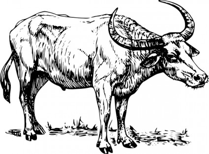 Buffalo Images Png Image Clipart