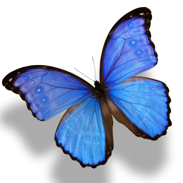 Butterfly Monarch Amathonte Menelaus Morpho PNG Image High Quality Clipart