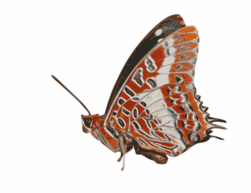 Charaxes Brutus Butterfly Clipart