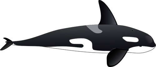Of Big Orca Clipart