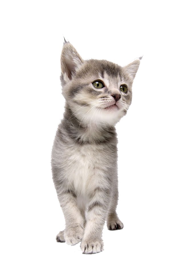 Pet Kitten Coreldraw Dog Cat PNG Download Free Clipart