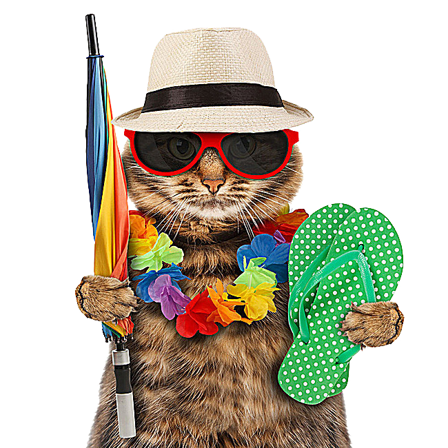 Travel Dog Vacation Kitten Free Transparent Image HQ Clipart