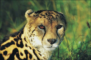Cheetah Download Hd Image Clipart
