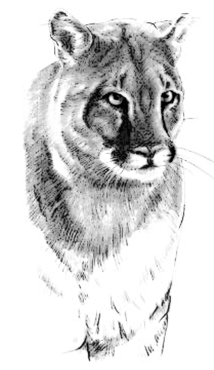 Cougar Download Png Images Clipart