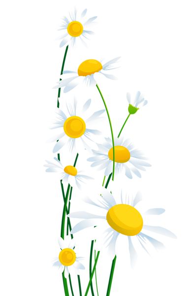 Daisy Yellow Vase Vase With Yellow And Clipart