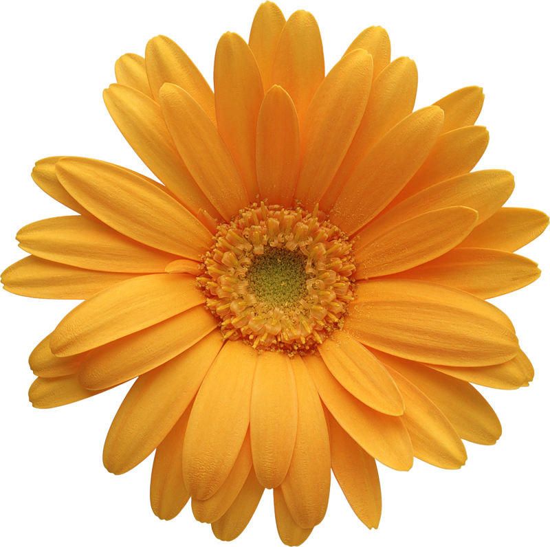 Daisy Flower Vector For Download About Clipart