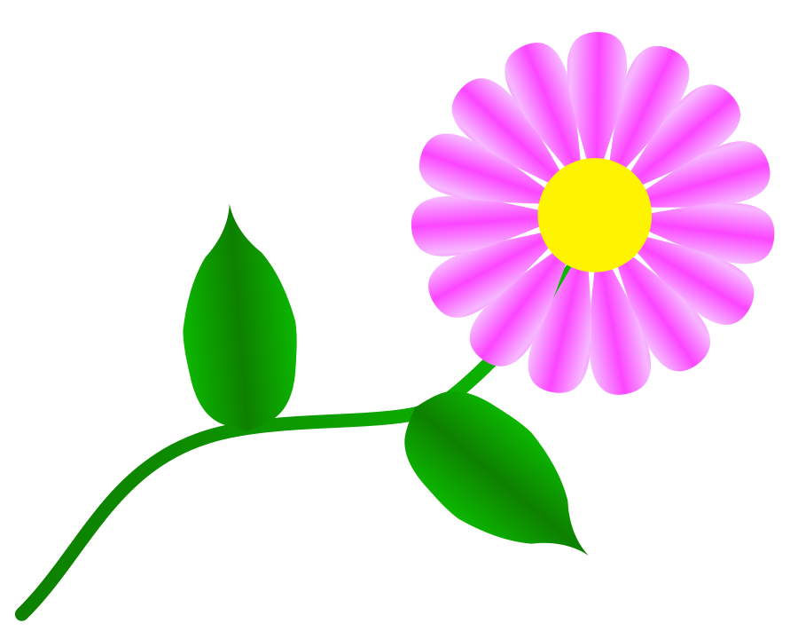 Daisy Fuchsia For You Png Image Clipart