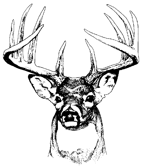 Deer Vector Art Image Png Clipart