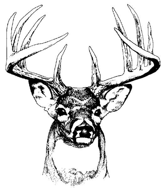 Deer Pictures Images Hd Photo Clipart