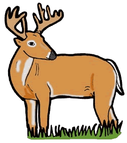 Deer Pictures Images Hd Image Clipart