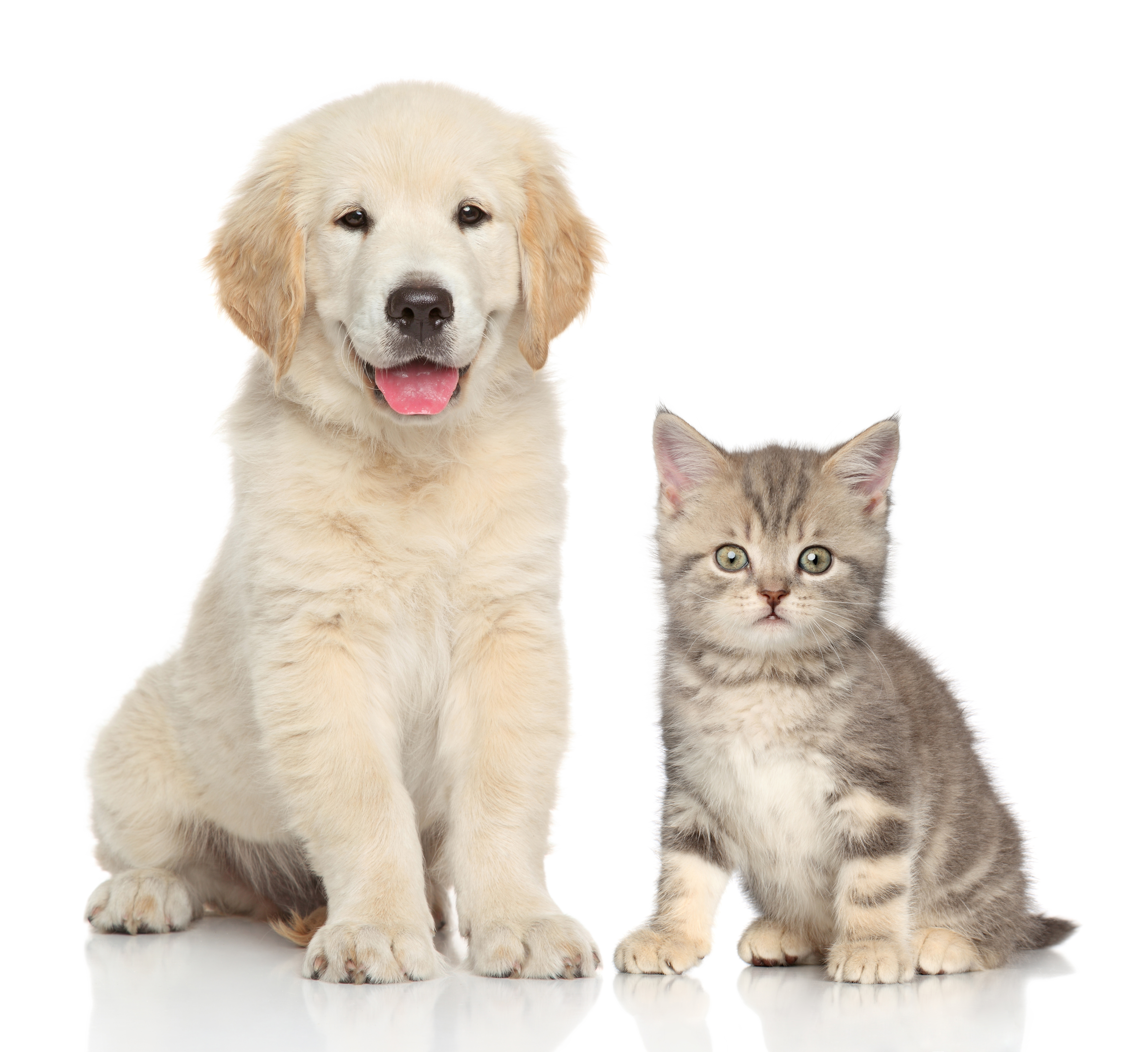 And Sitting Pet Dog Cat Kitten Clipart