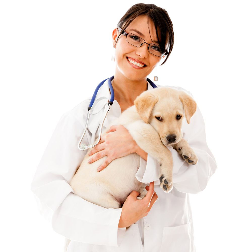 Physician Beauty Doctor Pet Holds Dog Cat Clipart
