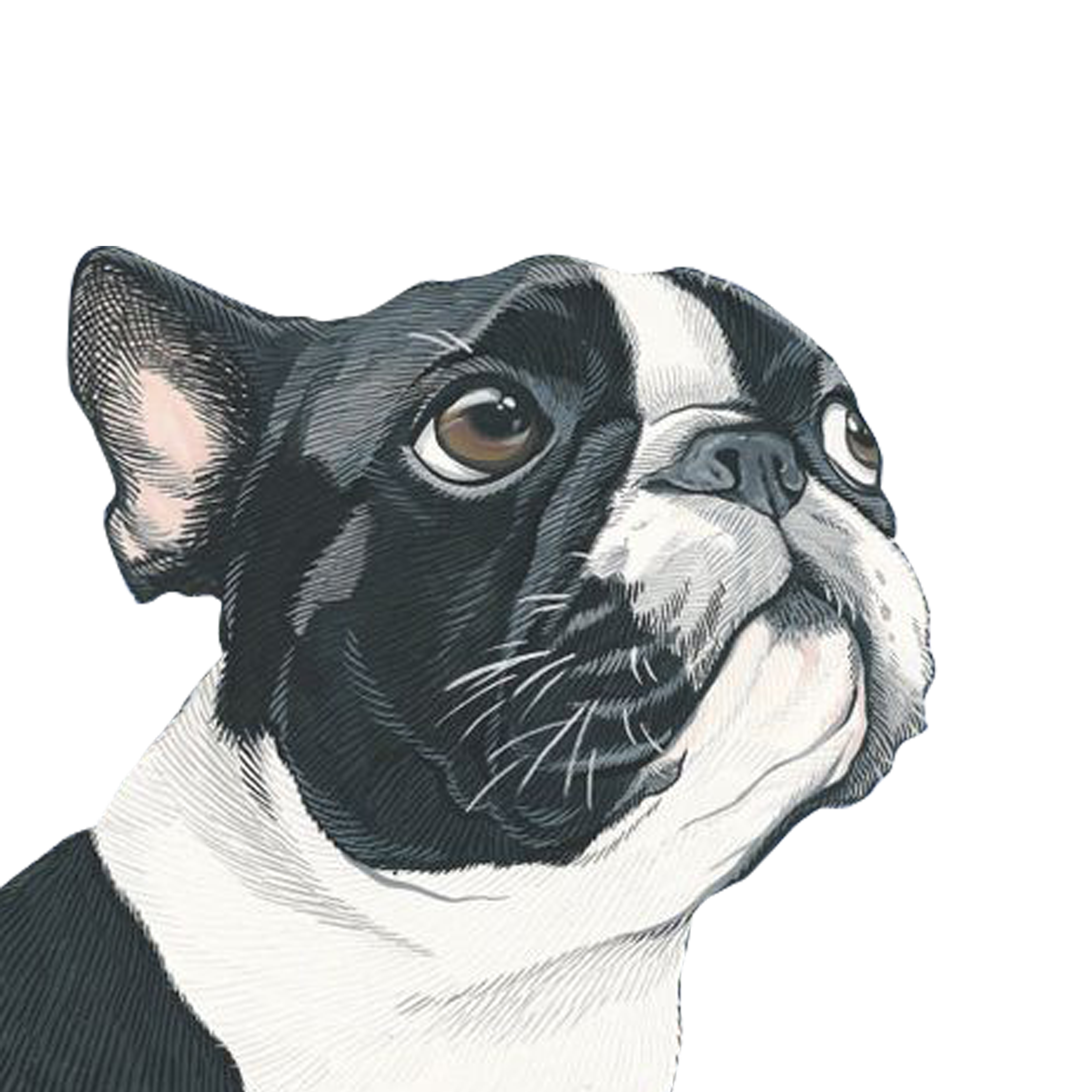 Portrait Art Painting Dog Illustration Free Download PNG HQ Clipart