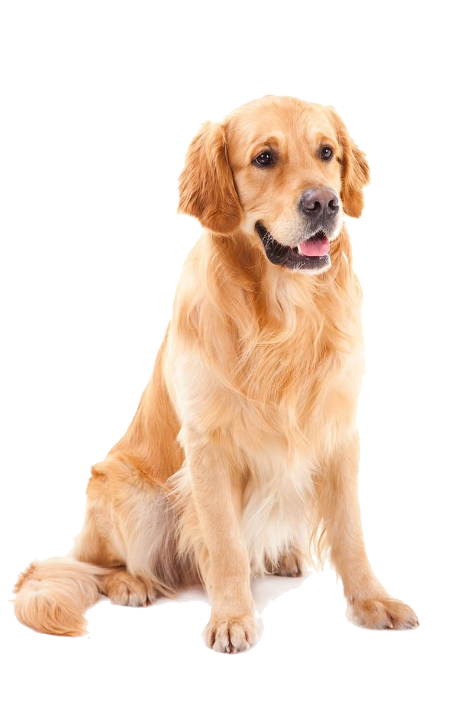 Golden Shih Tzu Pet Dog Poodle Yorkshire Clipart