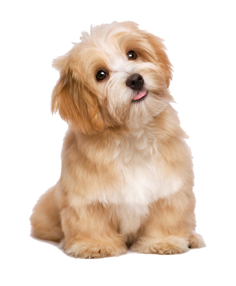 Lovely Dog Poodle Cat Long-Haired Maltese Tongue Clipart