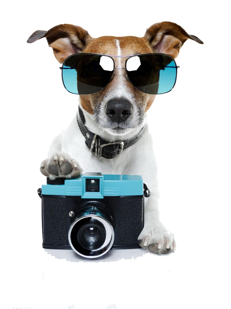 Pull Russell Sitting Pet Photographer Photography Dog Clipart
