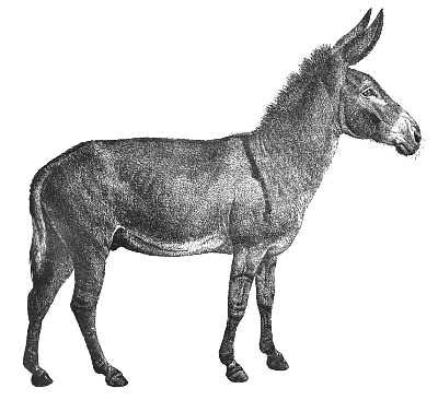 Free Donkey Image 6 Of Free Download Clipart