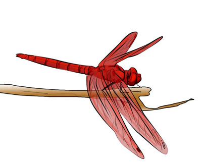 Free Dragonfly Transparent Image Clipart