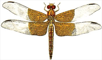 Dragonfly Dragonflies Graphics Images And Download Png Clipart
