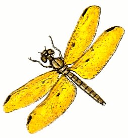 Dragonfly Stock Images Images Png Images Clipart