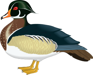 Wood Duck Image Png Clipart