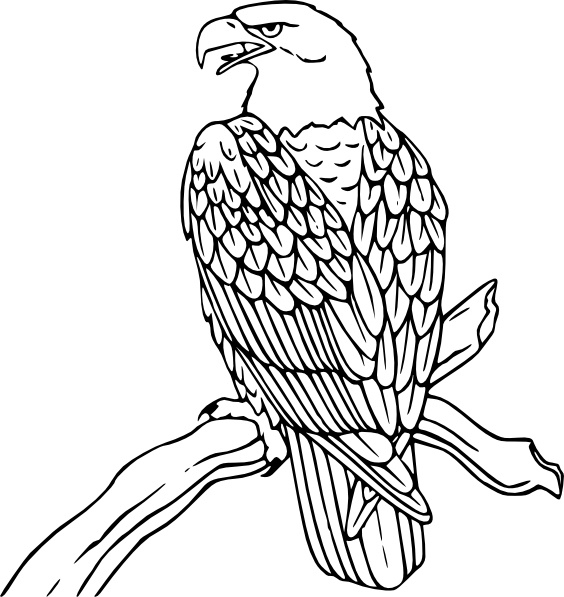 Bald Eagle Vector In Open Office Drawing Clipart