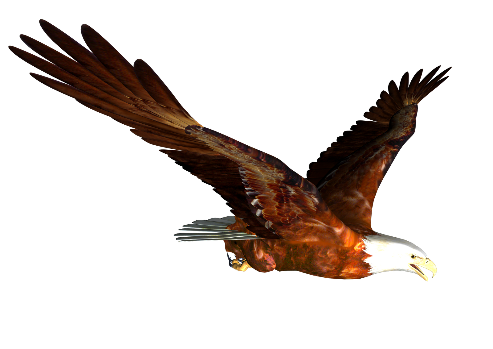 Bald Eagle Eagle Pictures Download Png Clipart