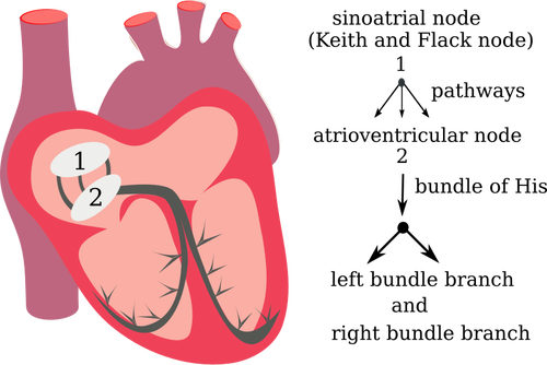 Of Heart Electrical System Clipart