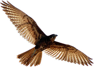 Falcon Image Png Image Clipart