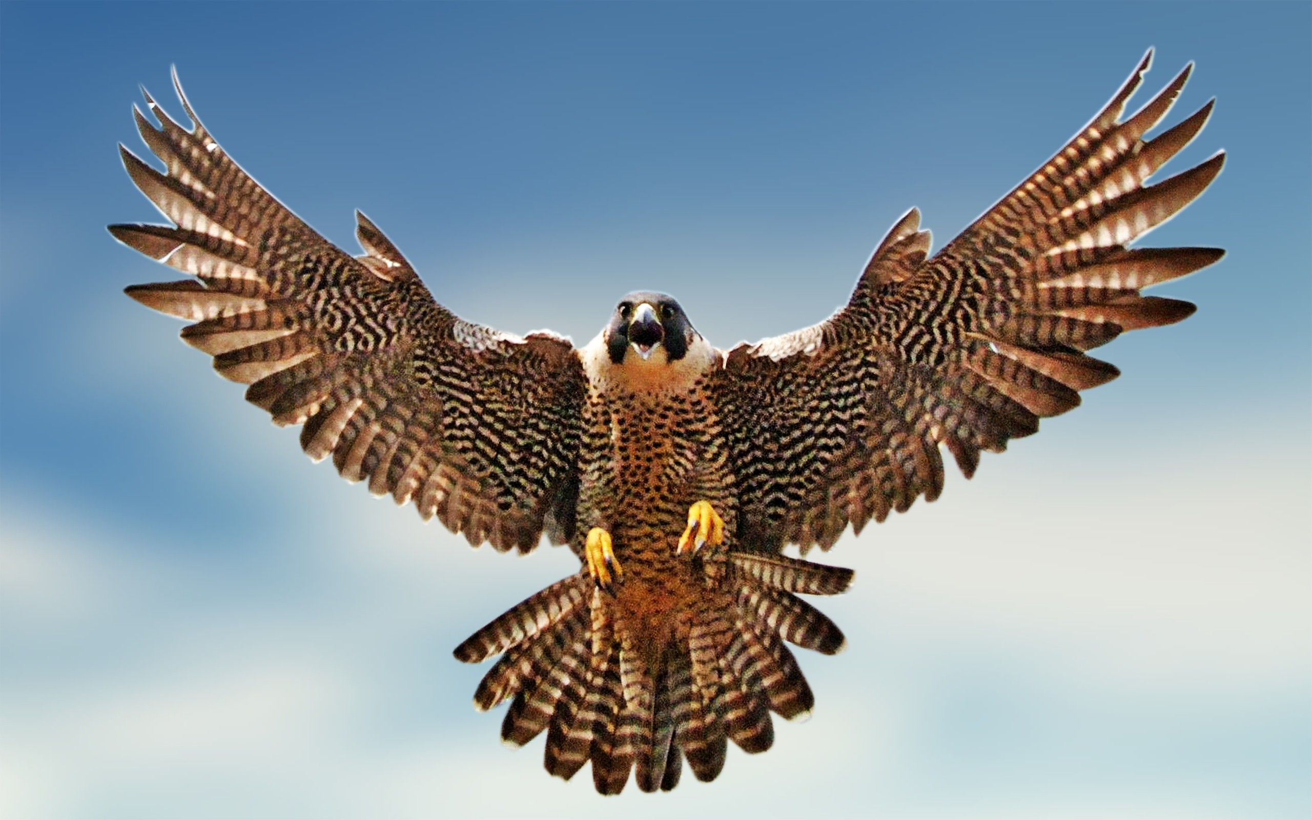 Falcon Bird Image Png Clipart