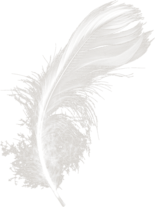 Feathers White Black Feather Download HD PNG Clipart