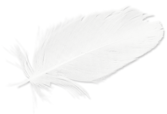 Feathers White Black Feather HD Image Free PNG Clipart