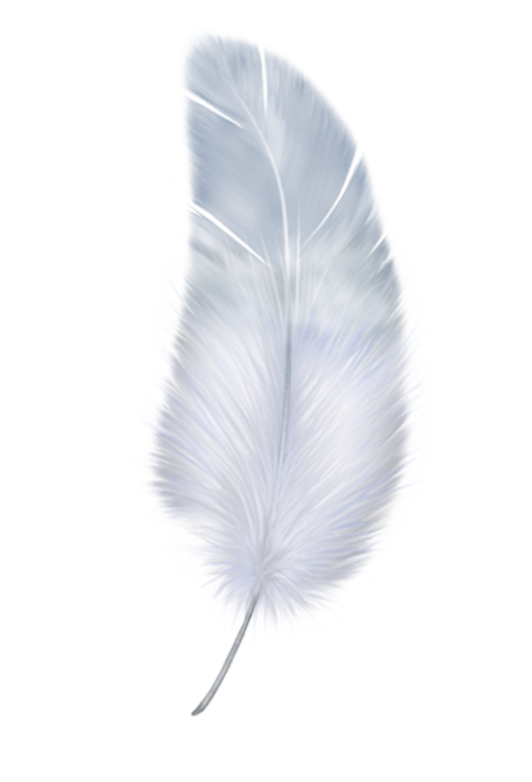 Feather White Feathers Wing Free HQ Image Clipart