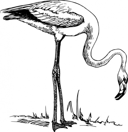 Flamingo Bird Vector Flamingo Bird Graphics Clipart