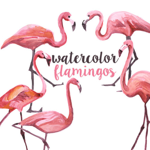 Flamingos Tumblr Png Images Clipart