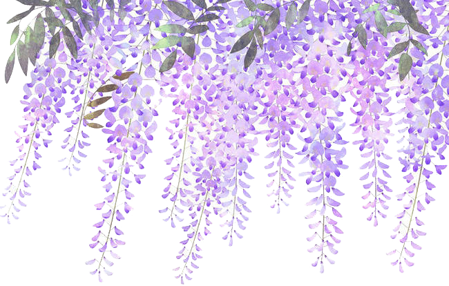 Download Wisteria Flower Purple Lavender Painted Flowers Clipart PNG