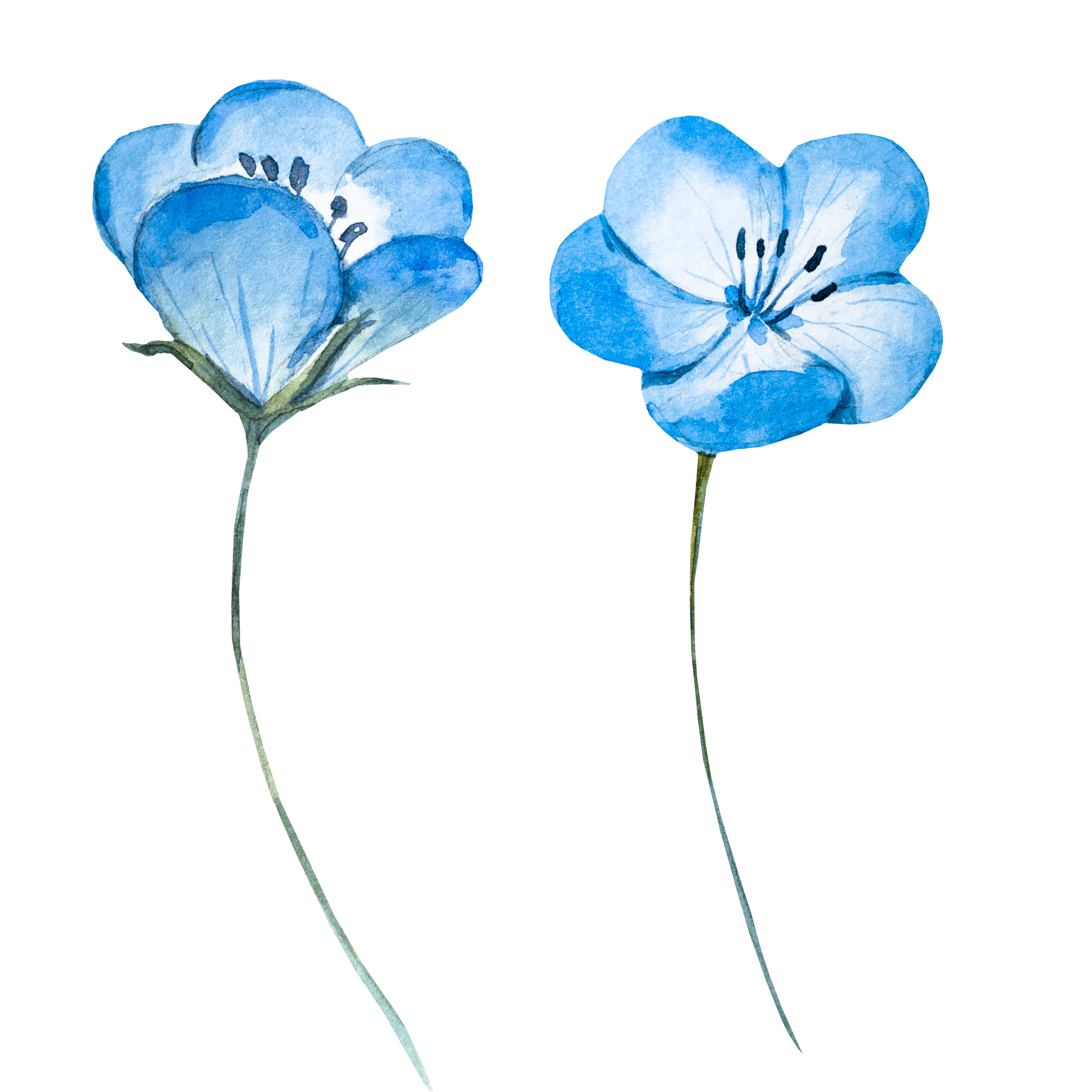 Blue Flower Light Watercolor Flowers Painting Clipart