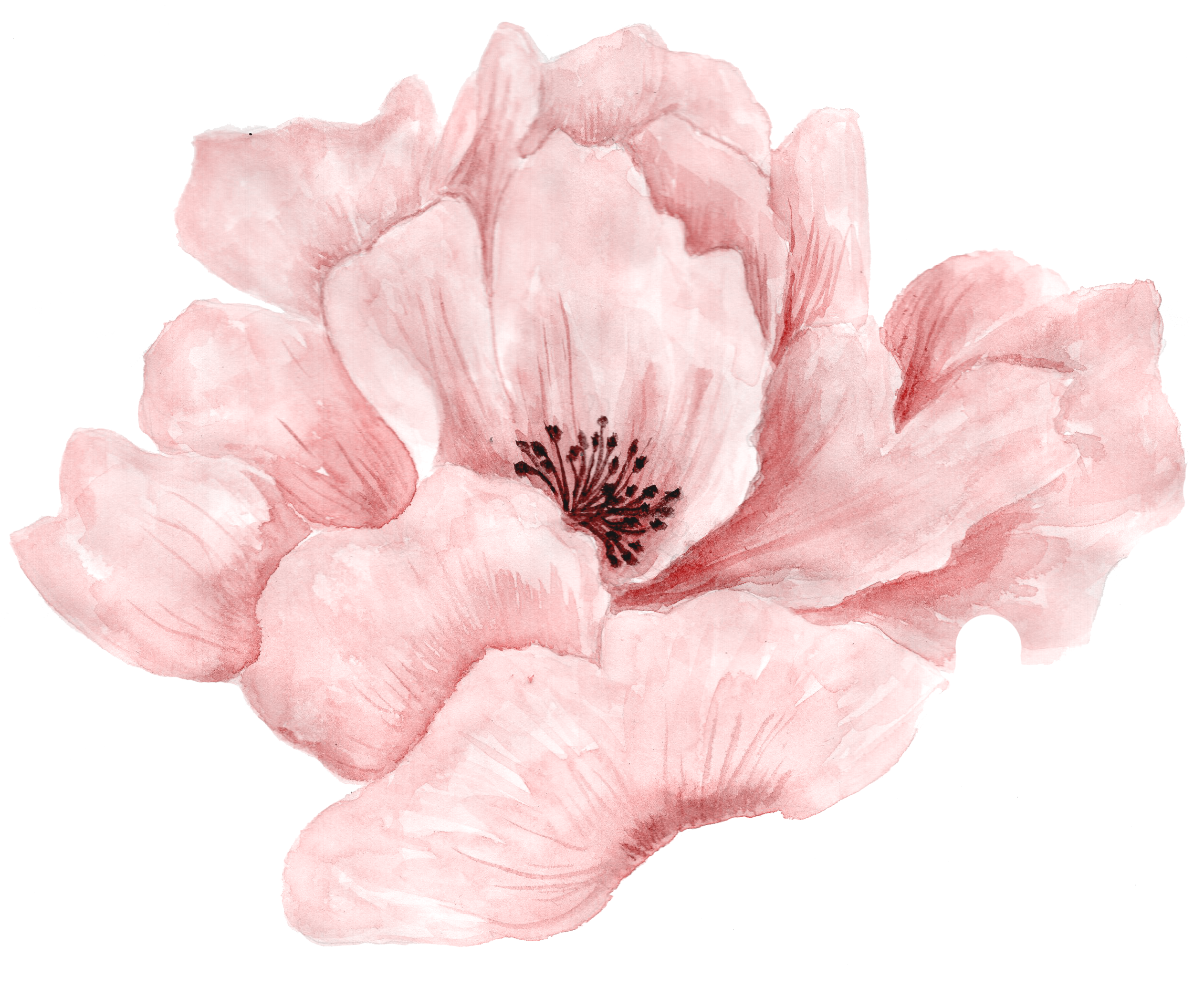 Pink Beautiful Full Bloom Watercolor In Flowers Clipart