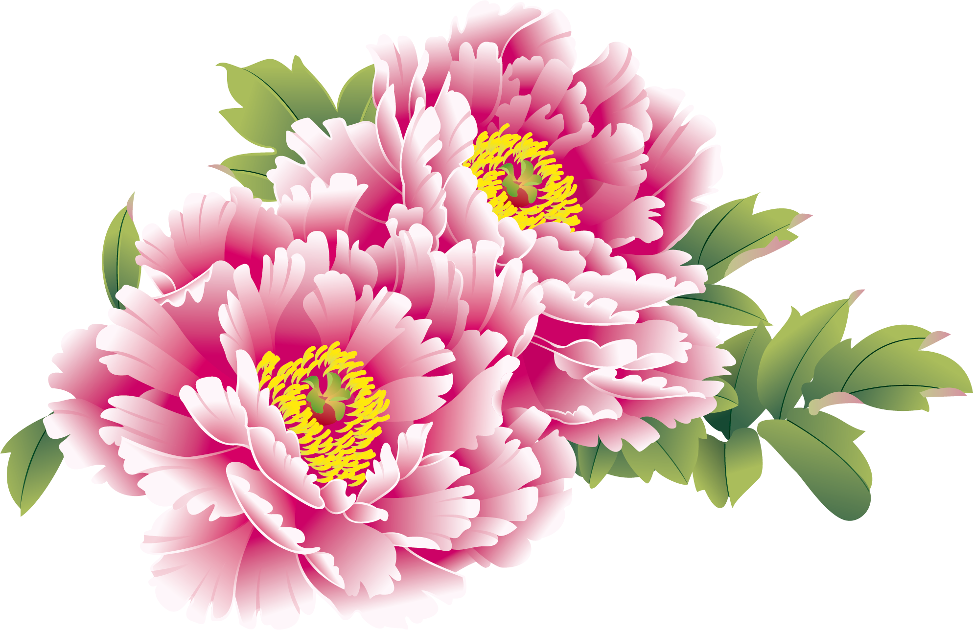 Moutan Flower Peony Chinese National Creative China Clipart