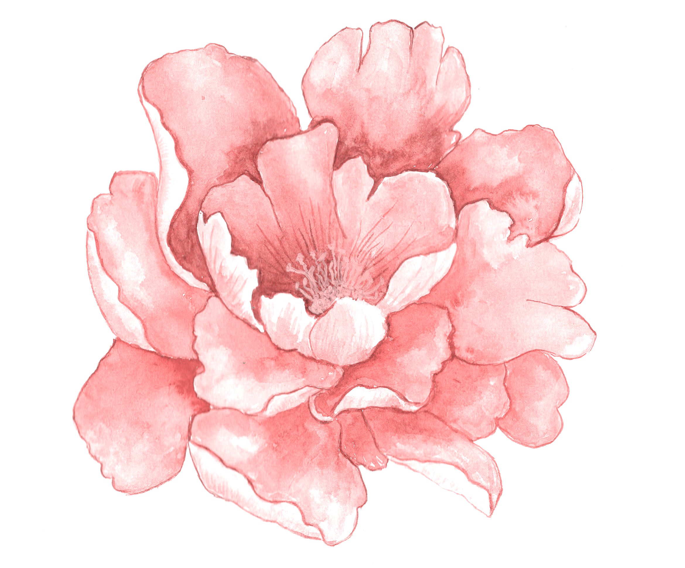 Pink Full Bloom Watercolor In Flowers Painting Clipart